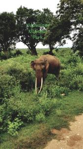an elephant standing in the grass in a field at Nil Diya Mankada Safari Lodge in Udawalawe