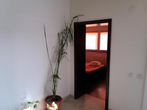 een hal met een spiegel en een potplant bij Apartament Kamino in Mamaia Nord – Năvodari