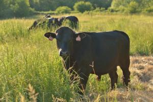 Eine schwarze Kuh, die auf einem hohen Gras steht in der Unterkunft BIO Farma & Penzión Zlatý Hýľ in Nováčany