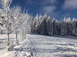 einen schneebedeckten Wald mit schneebedeckten Bäumen an einem Hang in der Unterkunft Höhengasthaus Kolmenhof an der Donauquelle in Furtwangen