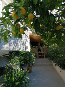 un montón de naranjas colgando de un árbol en Apartments Iris, en Hvar