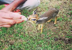 Animales en el tented camp o alrededores