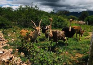 Animales en el tented camp o alrededores