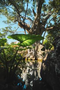 a pond in a park with a large green plant at Hotel Quinta Moctezuma in Oaxtepec