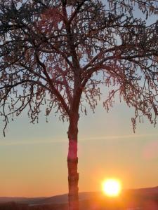 un árbol con la puesta de sol en el fondo en FeWo zwischen Augustusburg und Freiberg, en Eppendorf