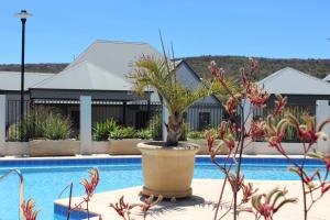 a large plant in a pot next to a pool at Margaret River Beach Houses in Gnarabup