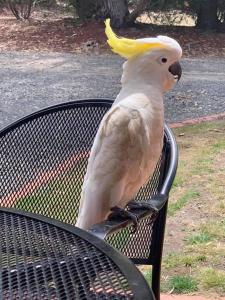 a white parrot sitting on a bench at Halls Gap Valley Lodges in Halls Gap