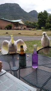 two white birds sitting on a table with a bottle at Halls Gap Valley Lodges in Halls Gap