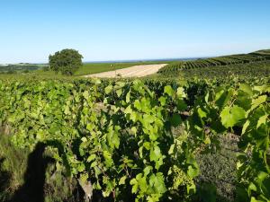 a field of green plants with a dirt road in the background at UNE AUTRE MAISON Chambres d'hôtes in Pupillin