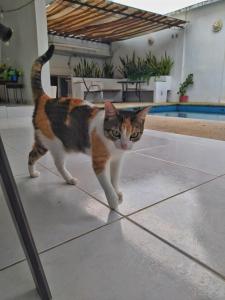 a cat walking on the floor near a mirror at Casssa Vlanca Hotel in Palenque
