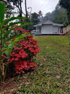 krzak czerwonych kwiatów przed domem w obiekcie M3 Homes w mieście Munnar