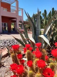 a group of red flowers in front of a cactus at Hotel Boutique Pircas Negras in Villa Unión