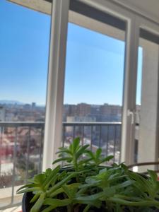 roślina doniczkowa siedząca przed oknem w obiekcie Isabel's B&B w Tiranie