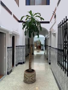 Fotografie z fotogalerie ubytování Sanvi Xerez Centro v destinaci Jerez de la Frontera
