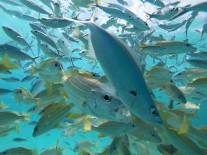 un gruppo di pesci che nuotano in acqua di Acqua Blu Rasdhoo a Rasdhoo