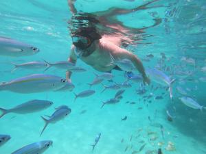 a man swimming in the water with a group of fish at Acqua Blu Rasdhoo in Rasdhoo