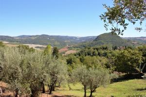 un champ d'oliviers avec des montagnes en arrière-plan dans l'établissement Casa Vista della Roccia, à Volterra