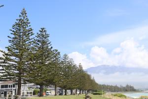a large tree in front of a large body of water at Sierra Beachfront Motel in Kaikoura