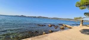 a group of animals swimming in a body of water at Mobile Home NOA in Biograd na Moru