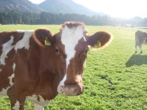 Zvieratá na farme alebo blízkom okolí