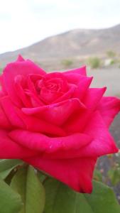LajitaにあるFinca Los Rosalesの赤いバラ