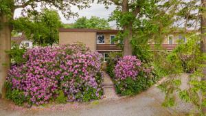 two bushes with pink flowers in front of a house at Appartmenthaus Panoramic in Malente