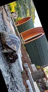 Eine Schildkröte sitzt auf der Seite eines Gebäudes in der Unterkunft Cozy Cottages in Bar