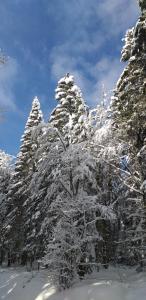 un groupe d'arbres recouvert de neige dans l'établissement GITE DE L'OCTROI -Proche Centre REMIREMONT, à Remiremont