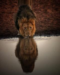 un riflesso di leone in un pozzo d'acqua di Honeyguide Tented Safari Camps - Mantobeni a Riserva di Caccia Manyeleti