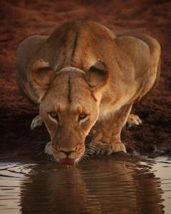 un leone che beve acqua da una piscina d'acqua di Honeyguide Tented Safari Camps - Mantobeni a Riserva di Caccia Manyeleti