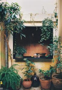 a group of potted plants sitting on a wall at Shila Athens in Athens