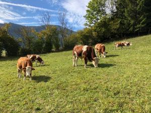 Tiere in der Ferienwohnung oder in der Nähe