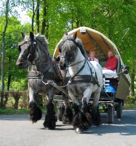 deux chevaux tirant une calèche avec deux personnes dans l'établissement Ferienwohnungen Wiesengrund, à Monschau