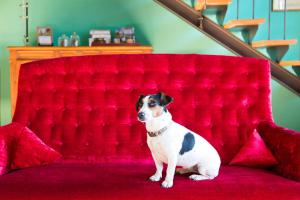 un perro pequeño sentado en un sofá rojo en Domaine de Labarthe Maison d'hotes, en Espère