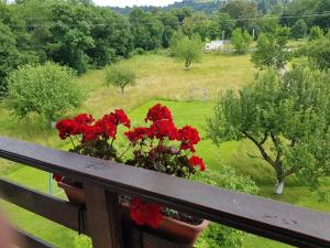 a flower pot on a fence with red flowers at Pensiunea din Livada in Bran