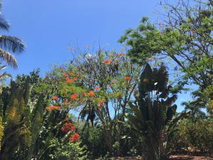 Zahrada ubytování Aventura Rincon Ecolodge