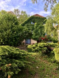 ein Haus mit grünem Efeu, Bäumen und Sträuchern in der Unterkunft B&B de charme La Maison des 5 Temps in Ferrette