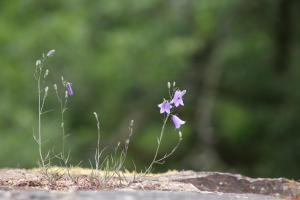 Fotografie z fotogalerie ubytování Chalet Gringlee v destinaci Goebelsmuhle