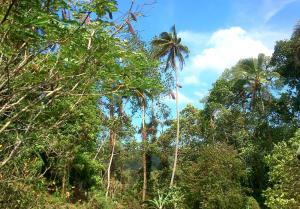 eine Gruppe von Palmen in einem Wald in der Unterkunft Haniffas Holiday Inn in Kandy