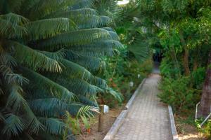 a leafy palm tree next to a walking path at Pousada Vivenda da Terra in São Miguel do Gostoso