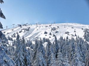 a snow covered slope with trees on a mountain at Premia Apartments Konaci in Kopaonik