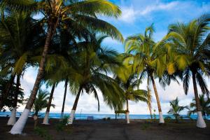 un gruppo di palme sulla spiaggia di Hotel Tortuguero Beachfront a Tortuguero