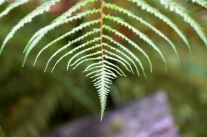 Foto dalla galleria di Rainforest Deluxe a Franz Josef