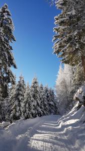 un camino cubierto de nieve a través de un bosque con árboles nevados en Knusperhäuschen Maria Nikoletta, en Witra