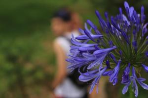 a purple flower with a person in the background at Hotel Fazenda Boa Esperança in Delfim Moreira
