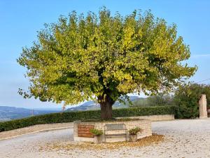 een boom in een park met een bankje eronder bij Cantina Le Canà in Carassai