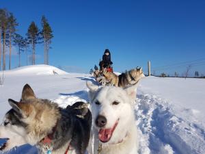 Domácí mazlíčci ubytovaní s hosty v ubytování Hammarstrand B&B och lägenhet