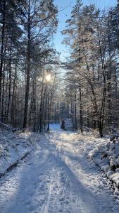 una carretera cubierta de nieve con el sol brillando entre los árboles en Villa Rasmus en Kołobrzeg