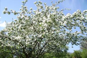 uma árvore florida com flores brancas em Fetznhof-Zuhaus em Grassau