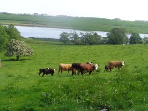 a herd of cows standing in a grassy field at Dromard Guest Accommodation in Enniskillen +5 photos